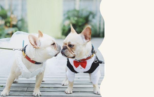 Dog Wedding Tuxedo Suit Dress for French Bulldog Frenchiely