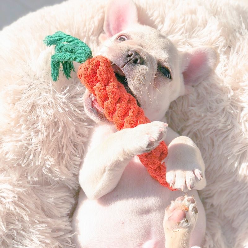 Carrot Rope Toy  Frenchies Community