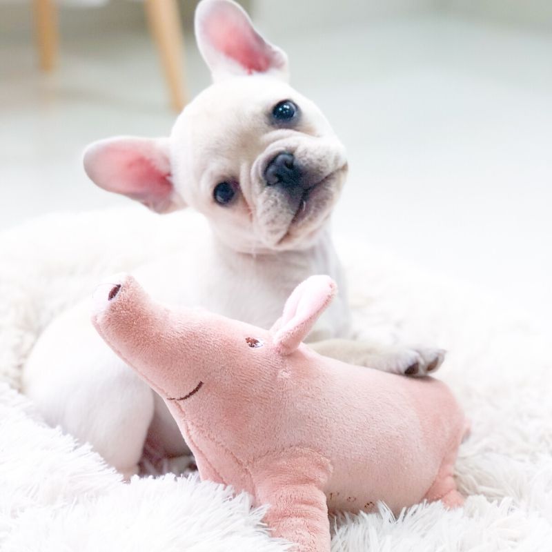 Cute Plush Pig French Bulldog Chew Toys For Dogs Bite-resistant Pet Dog Toy  Venting Doll Sleeping With Animals Mascotas Supplies - Dog Toys - AliExpress