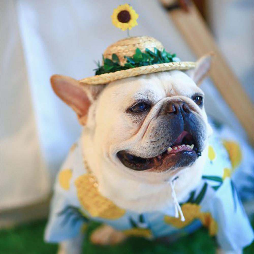 http://www.frenchiely.com/cdn/shop/products/Frenchiely_cute_sunflower_straw_hat_for_french_bulldog_01.jpg?v=1593836710