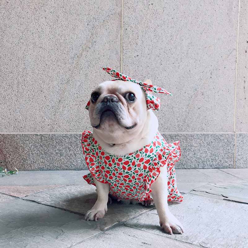 Dog holiday outlet outfits