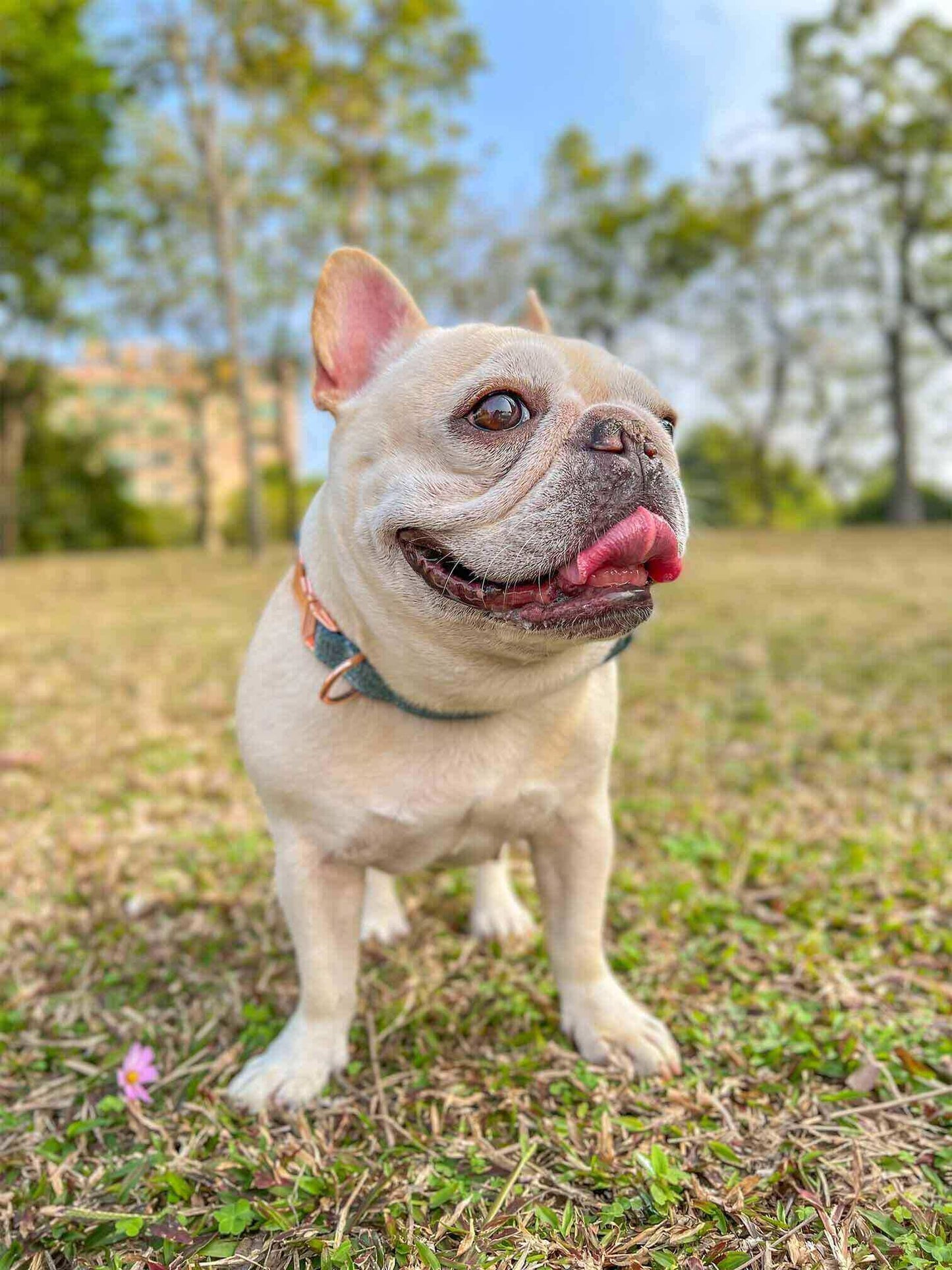 Dog Blue Collar - Frenchiely