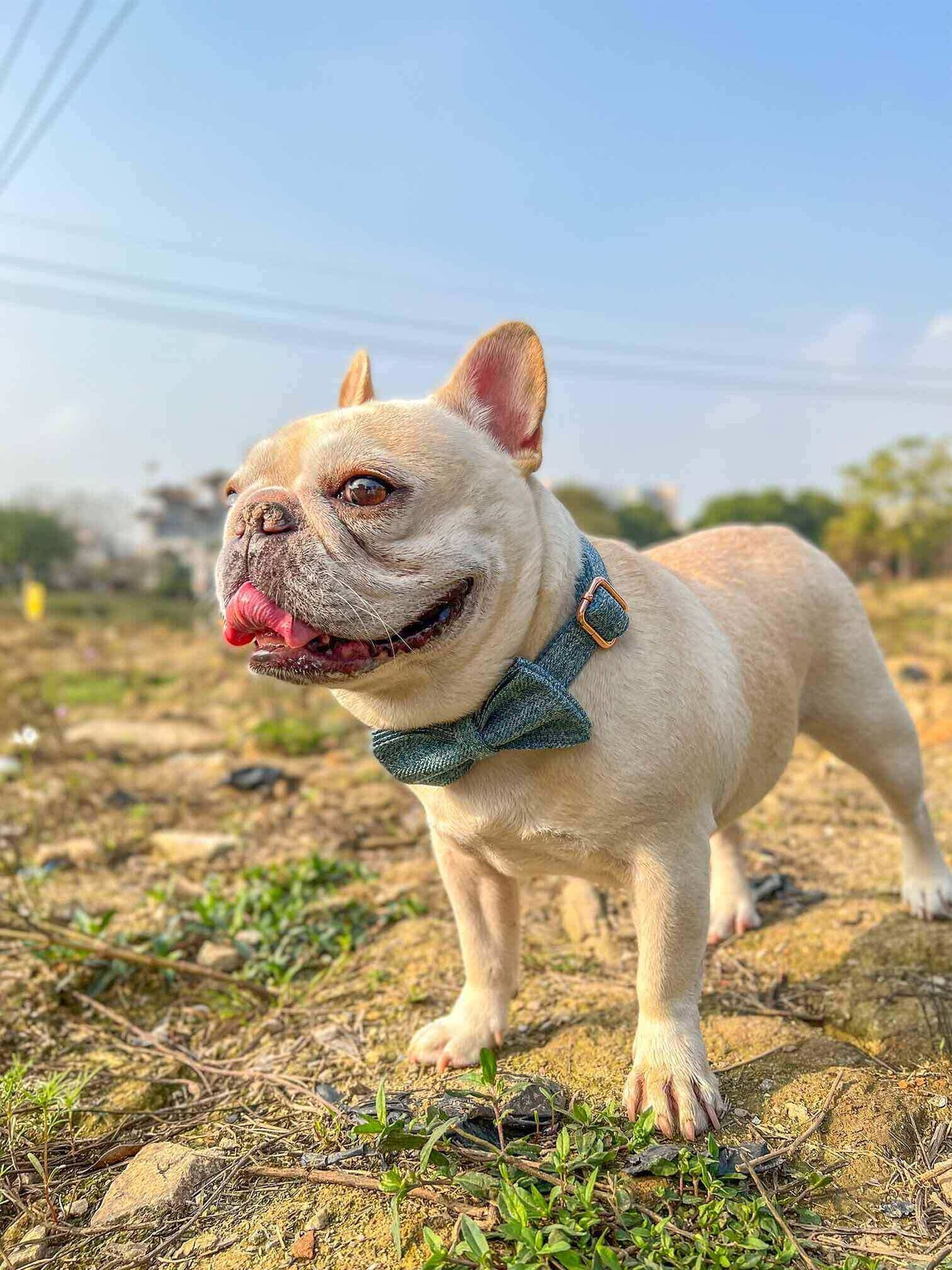 Dog Blue Collar Leash Set - Frenchiely