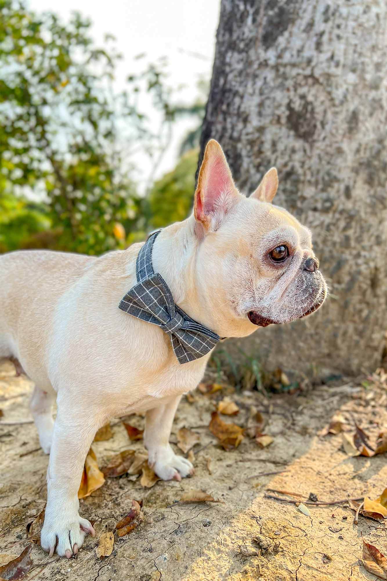 Dog Grey Plaid Collar - Frenchiely