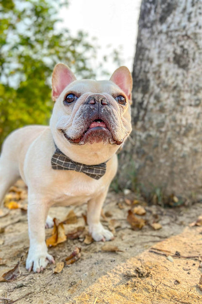 Dog Grey Plaid Collar - Frenchiely