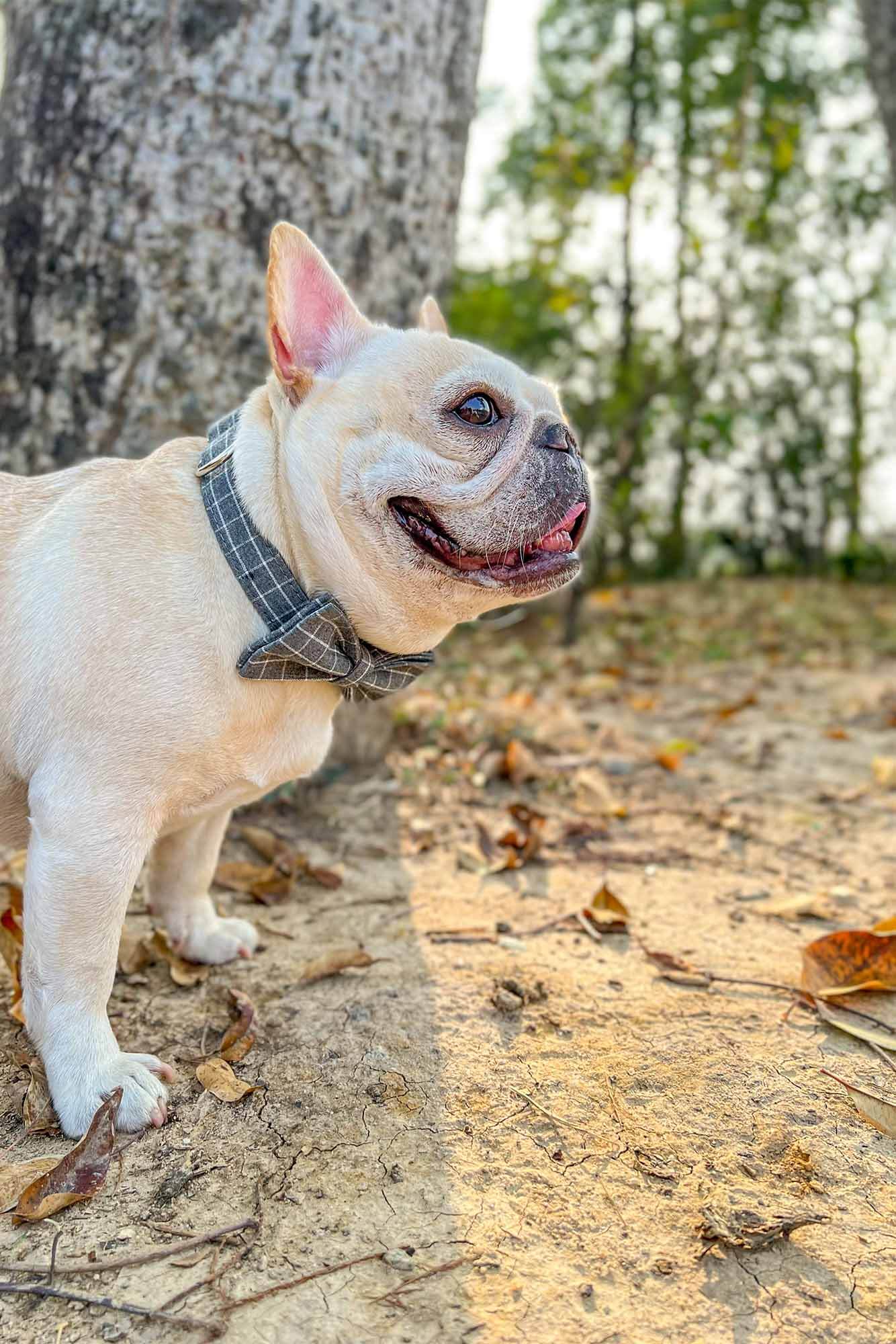 Dog Grey Plaid Collar - Frenchiely