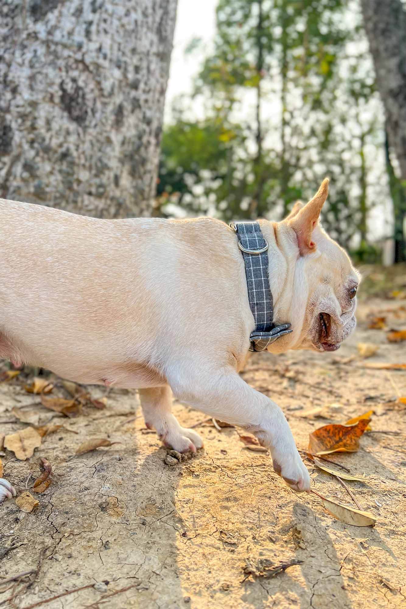 Dog Grey Plaid Collar - Frenchiely