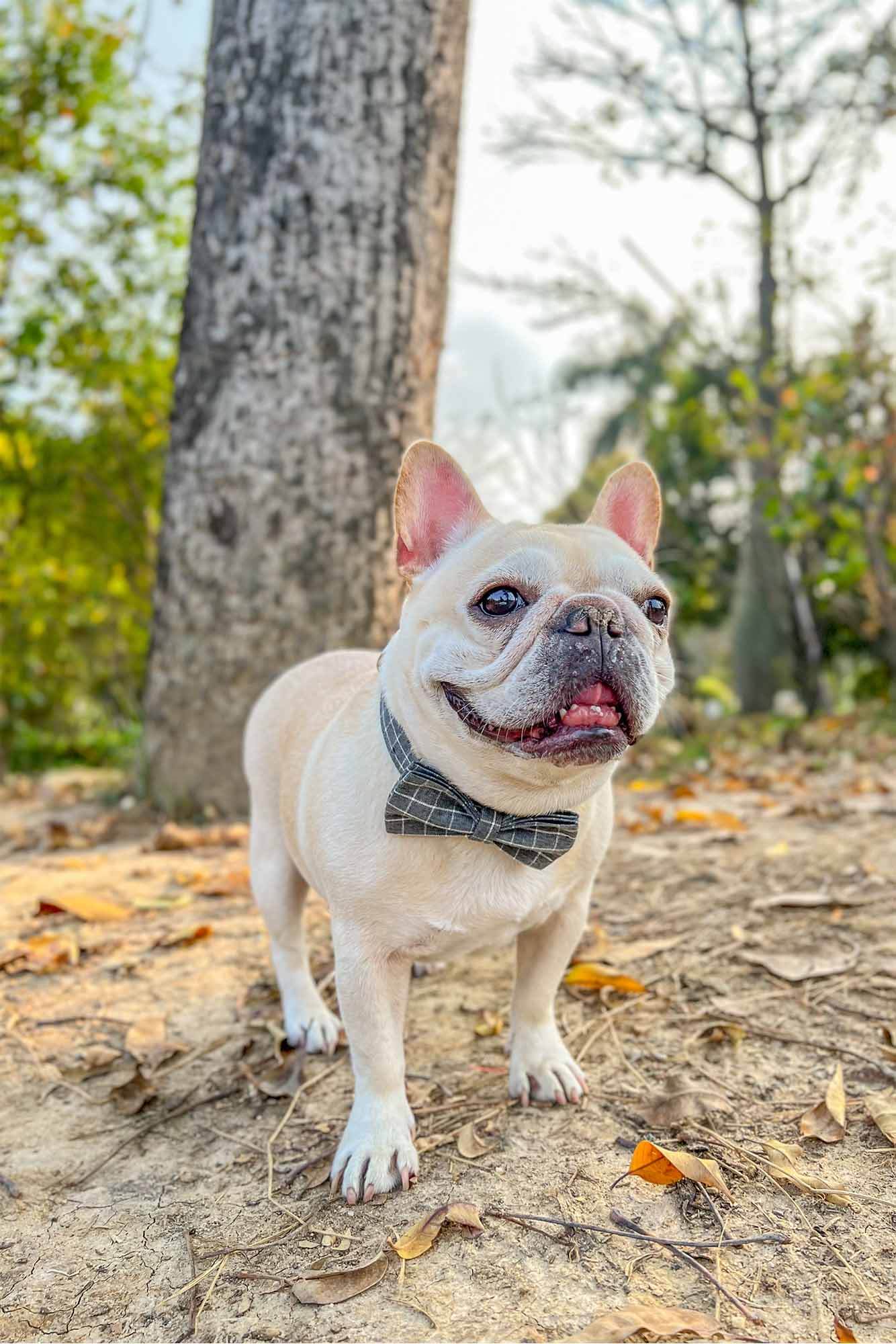 Dog Grey Plaid Collar - Frenchiely