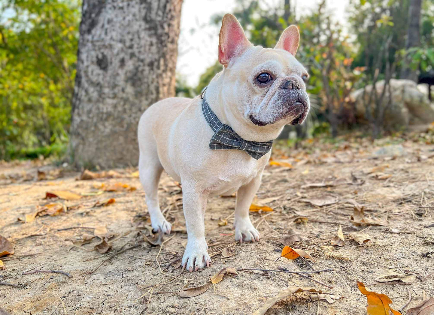 Dog Grey Plaid Collar - Frenchiely