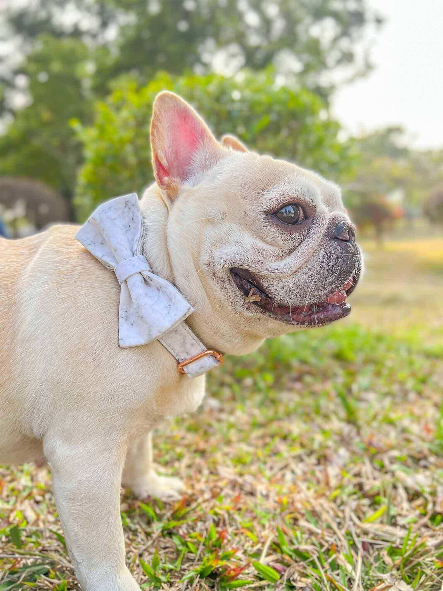 Dog Marble White Collar Leash Set - Frenchiely