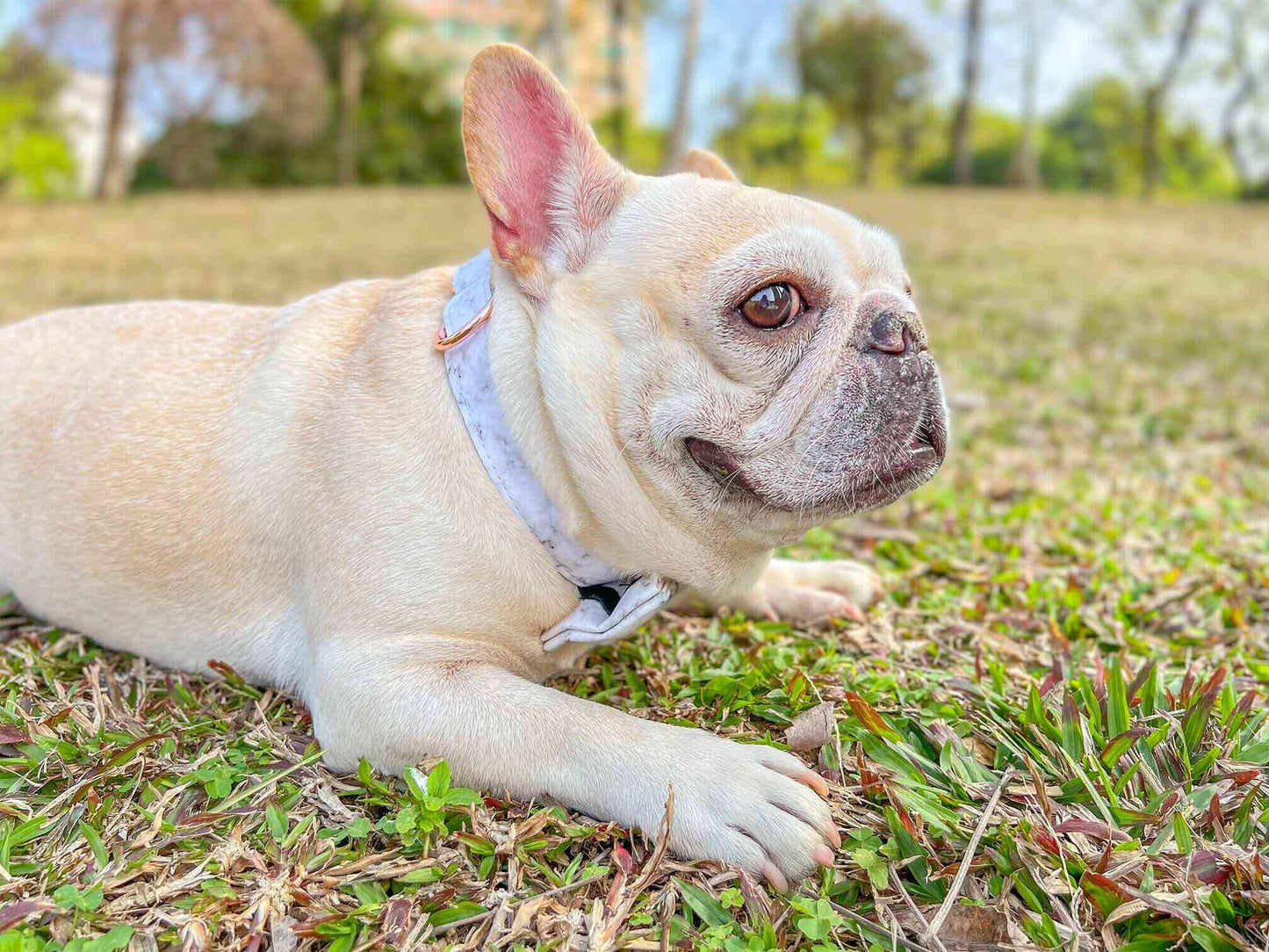 Dog Marble White Collar Leash Set - Frenchiely