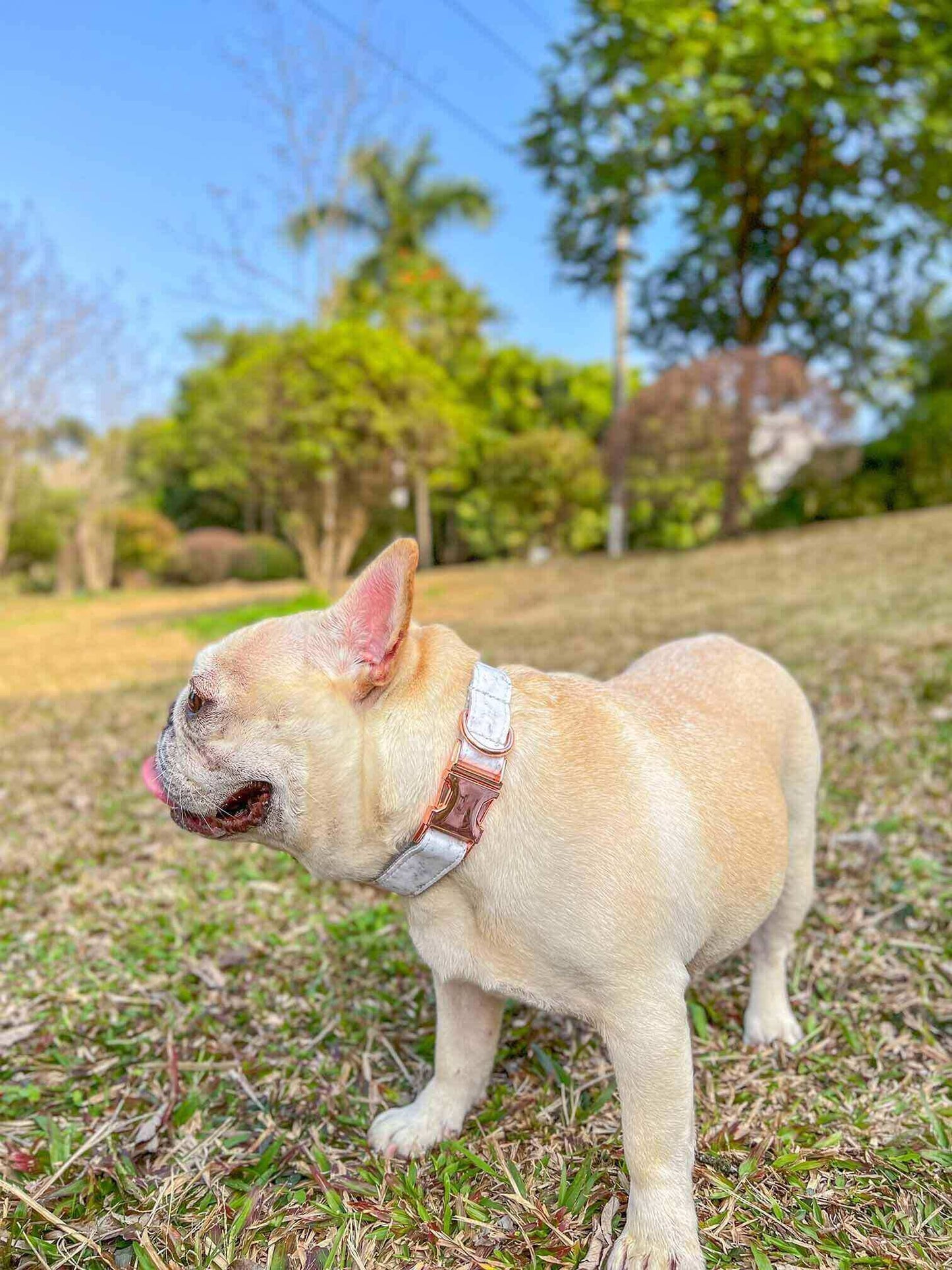 Dog Marble White Collar Leash Set - Frenchiely