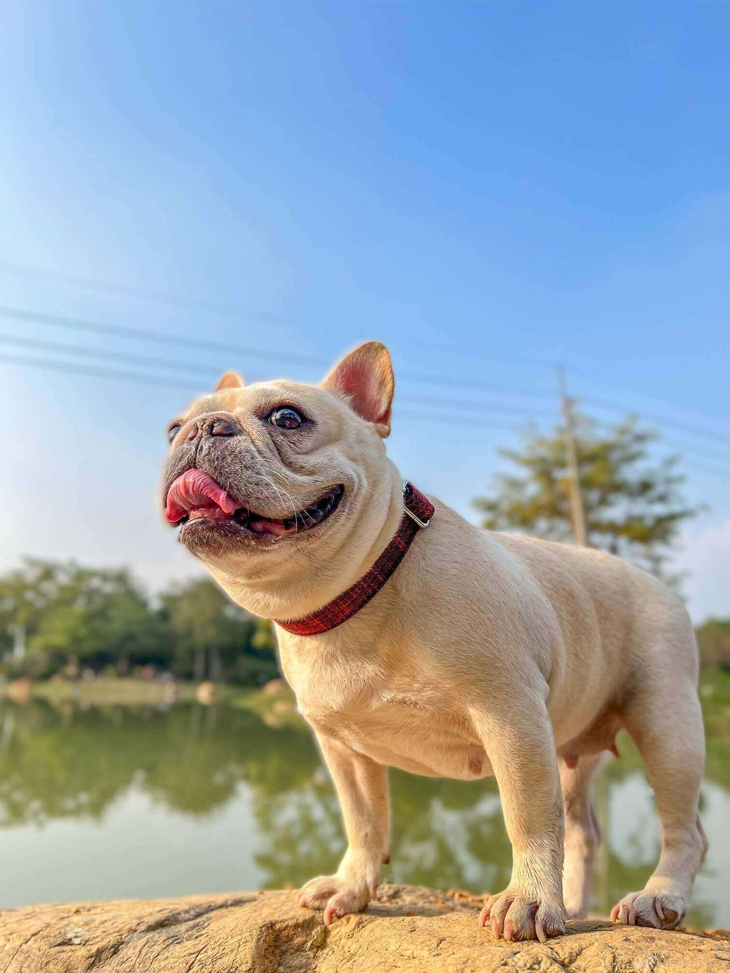 Dog Red Collar Leash Set - Frenchiely