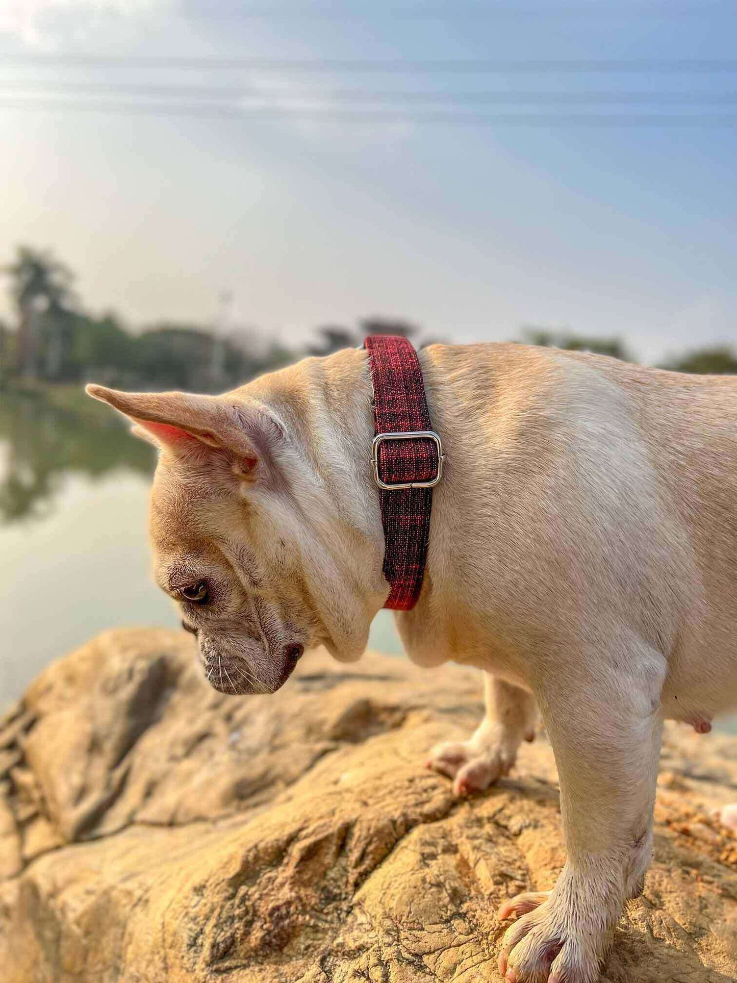 Dog Red Collar Leash Set - Frenchiely