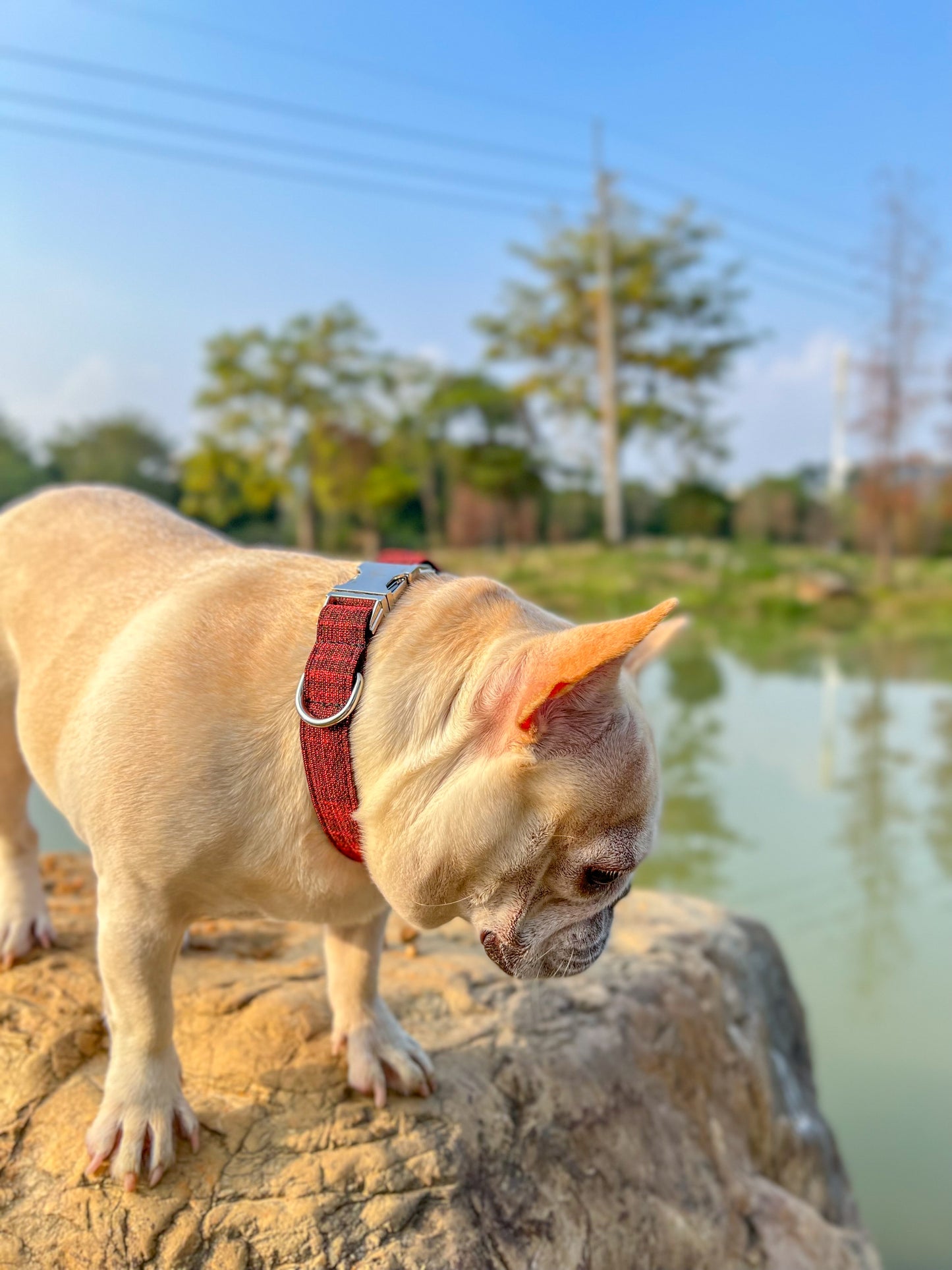 Dog Red Collar - Frenchiely