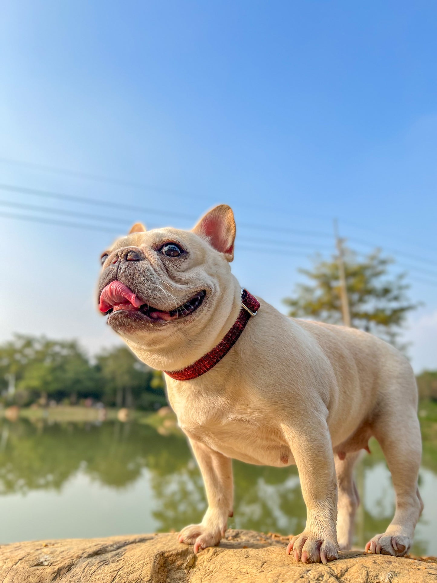 Dog Red Collar - Frenchiely