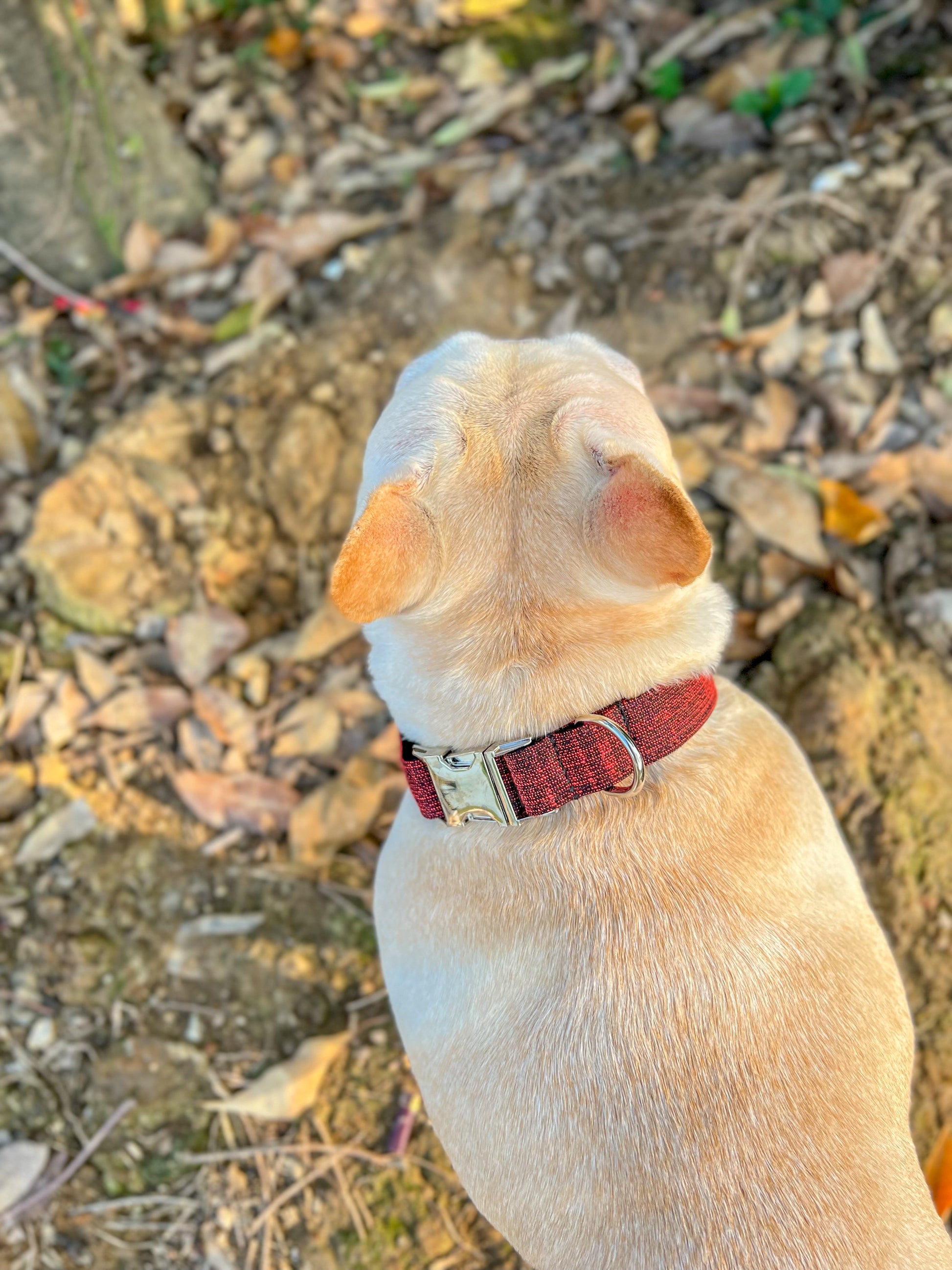 Dog Red Collar - Frenchiely