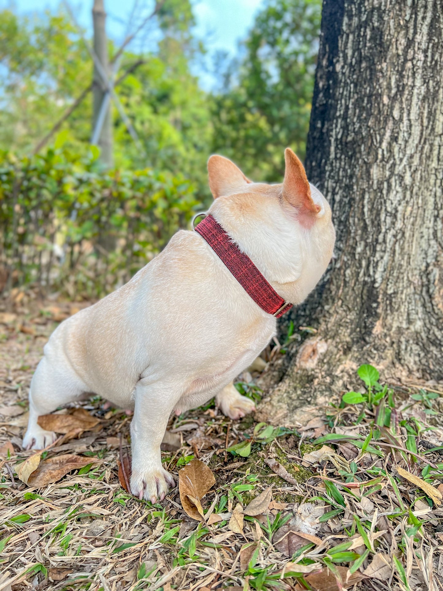 Dog Red Collar - Frenchiely