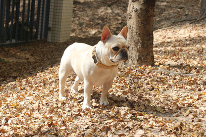 Dog Yellow Plaid Leash Set - Frenchiely