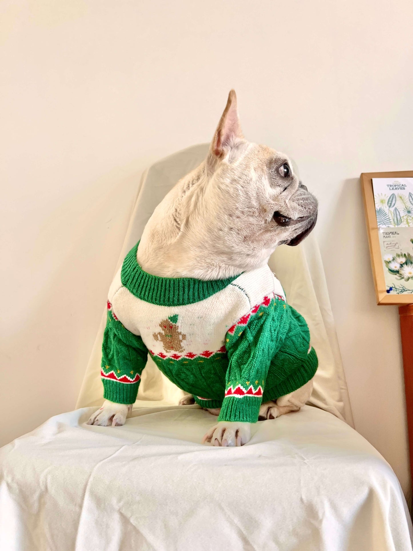 Dog Christmas holiday outfits for medium dogs by Frenchiely.com