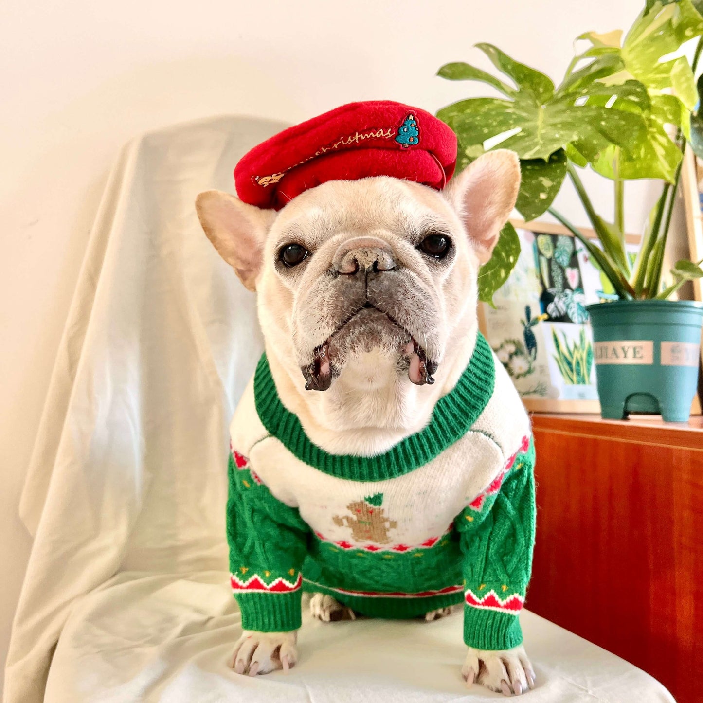 Dog Christmas holiday outfits for medium dogs by Frenchiely.com