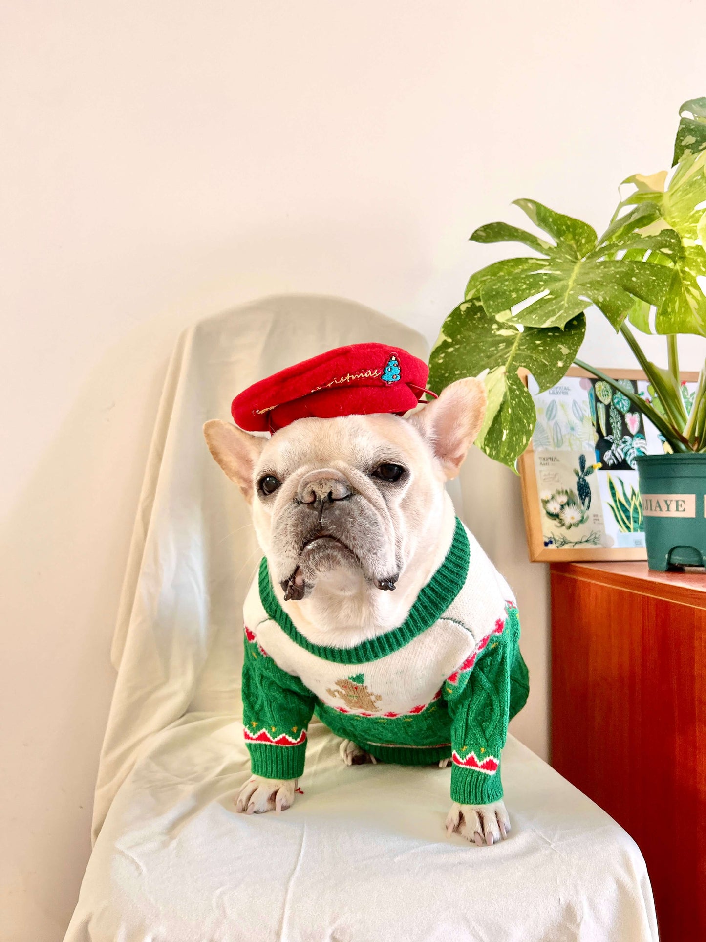 Dog Christmas holiday outfits for medium dogs by Frenchiely.com