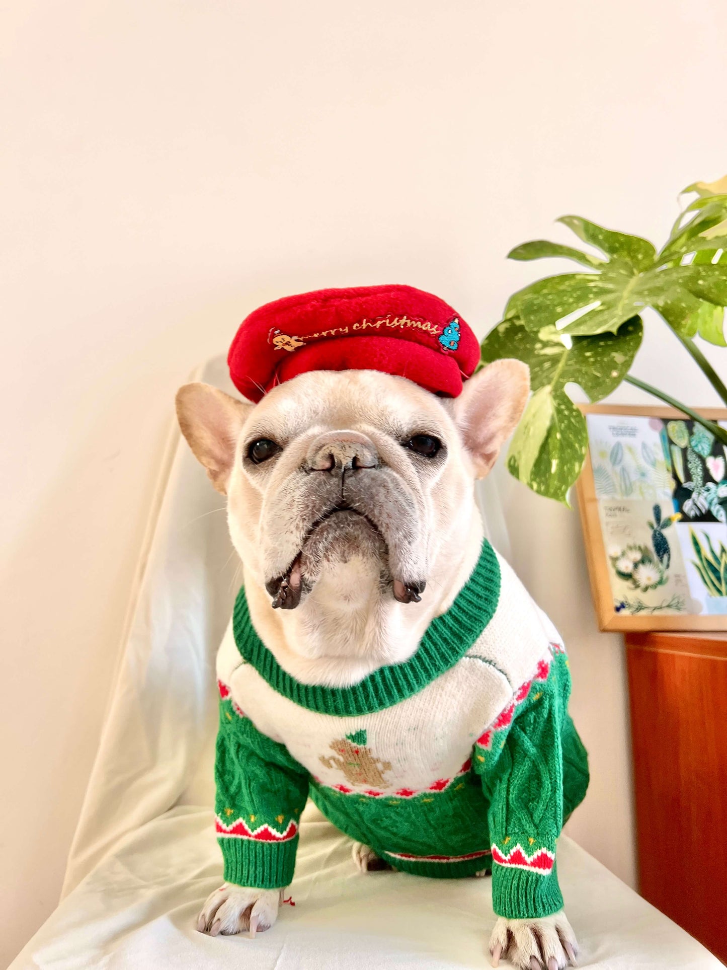 Dog Christmas holiday outfits for medium dogs by Frenchiely.com