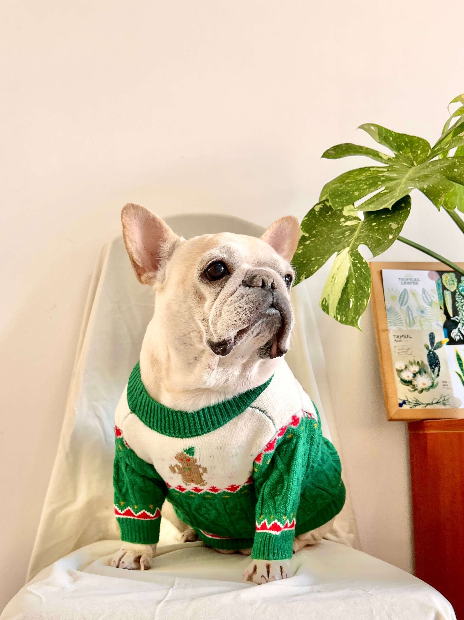 Dog Christmas holiday outfits for medium dogs by Frenchiely.com