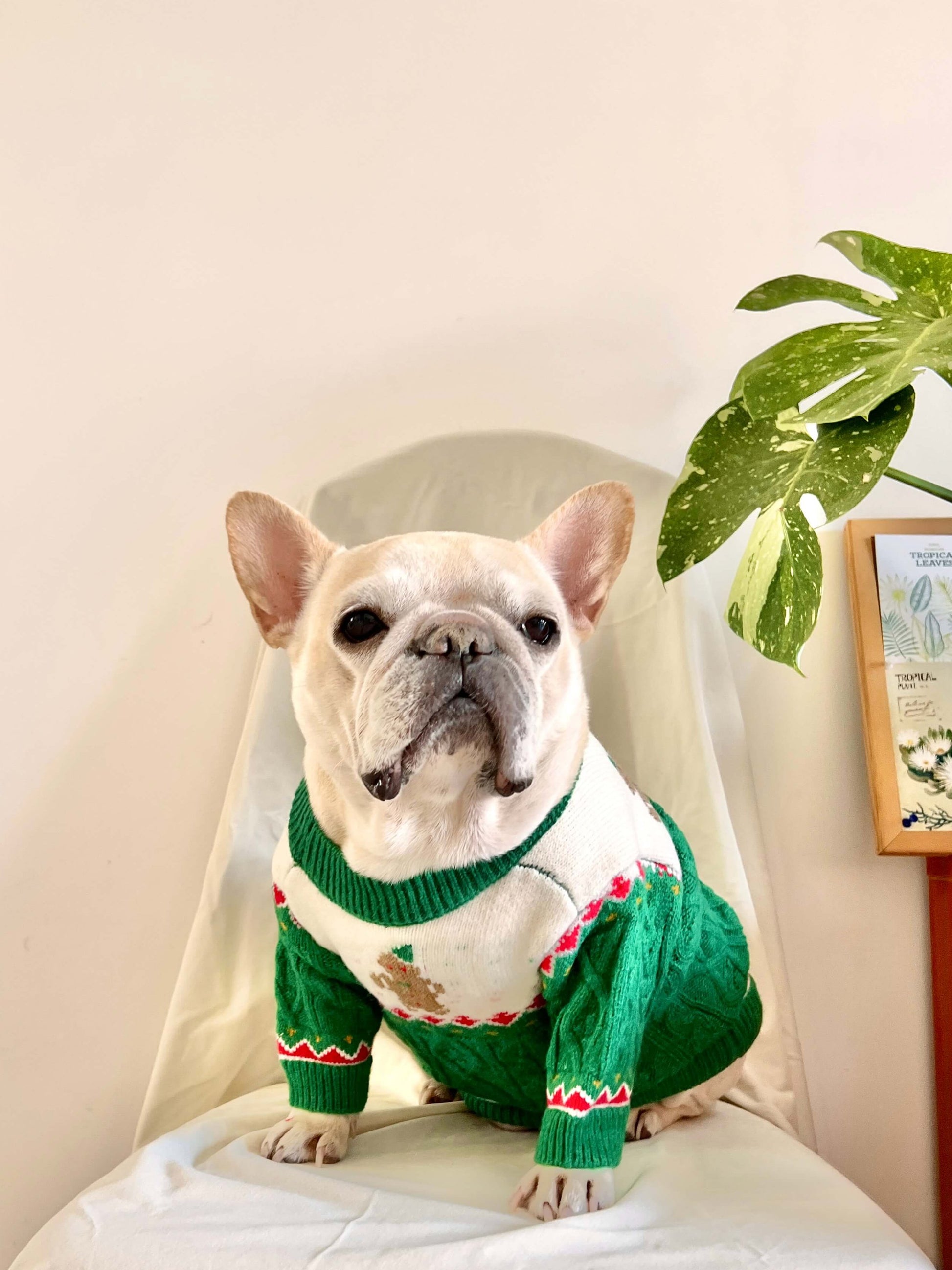 Dog Christmas holiday outfits for medium dogs by Frenchiely.com