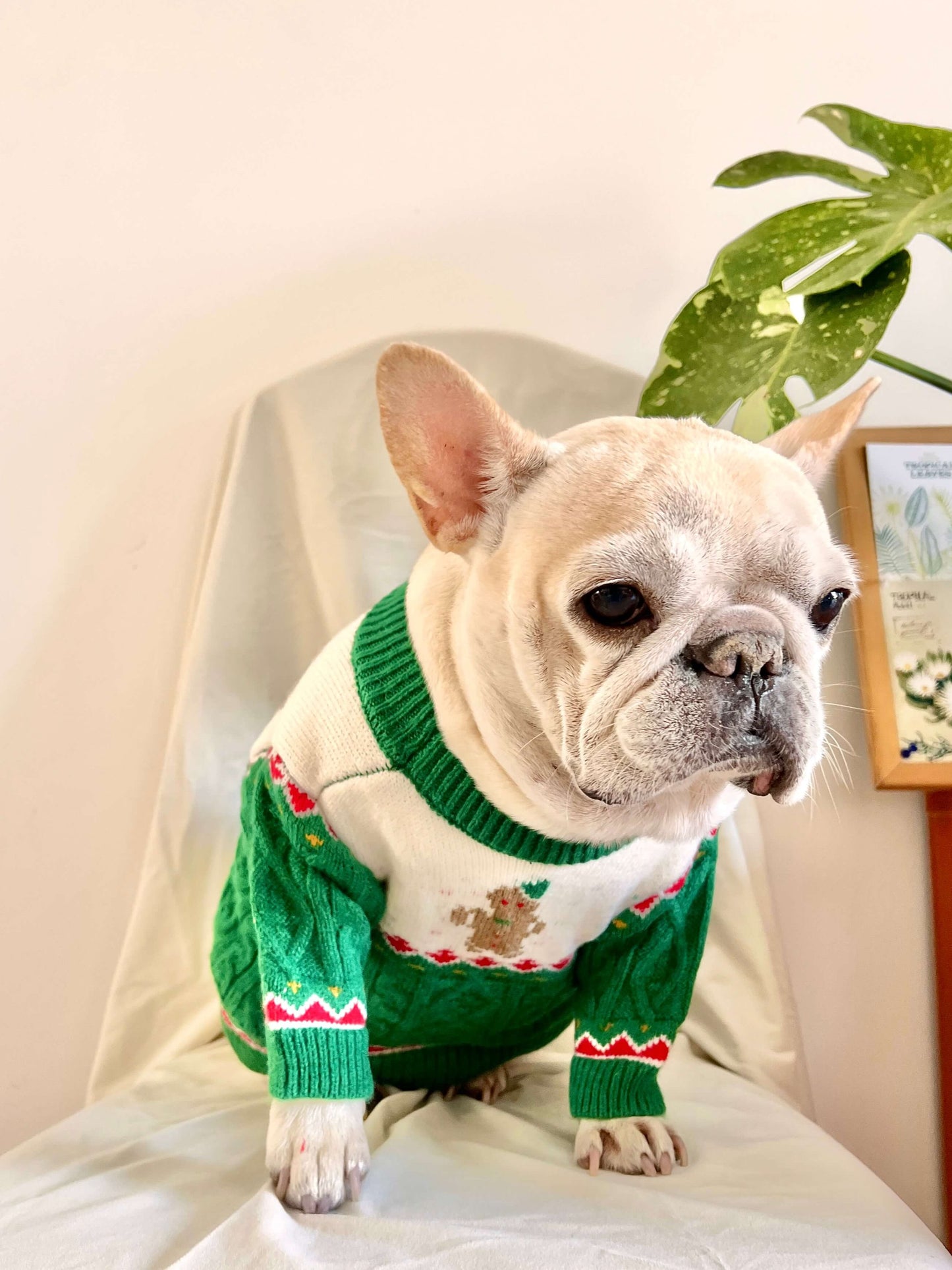 Dog Christmas holiday outfits for medium dogs by Frenchiely.com