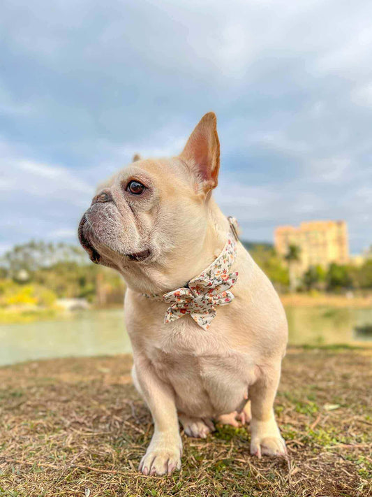 Dog White Flower Collar - Frenchiely