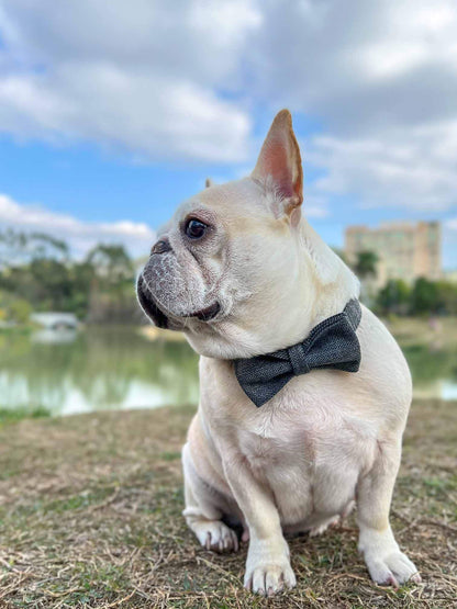 Dog Black Collar - Frenchiely