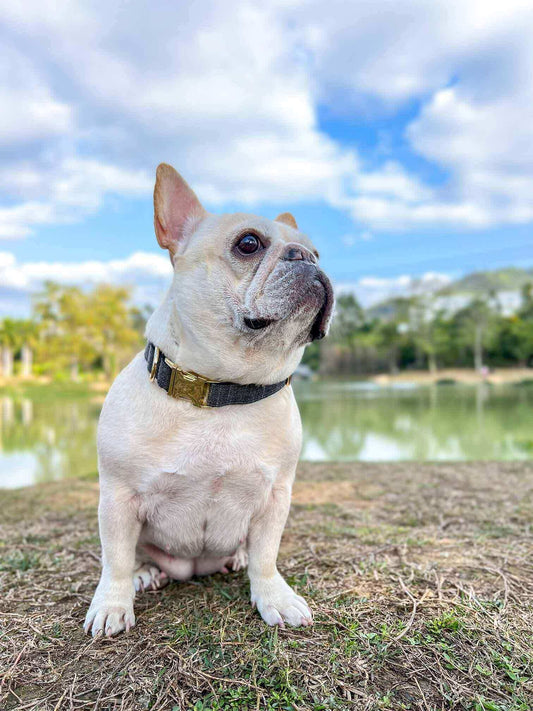 Dog Black Collar - Frenchiely