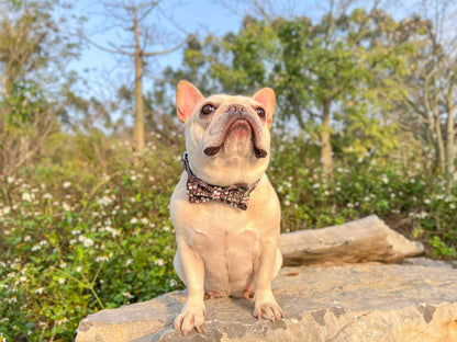 Dog Black Daisy Collar - Frenchiely