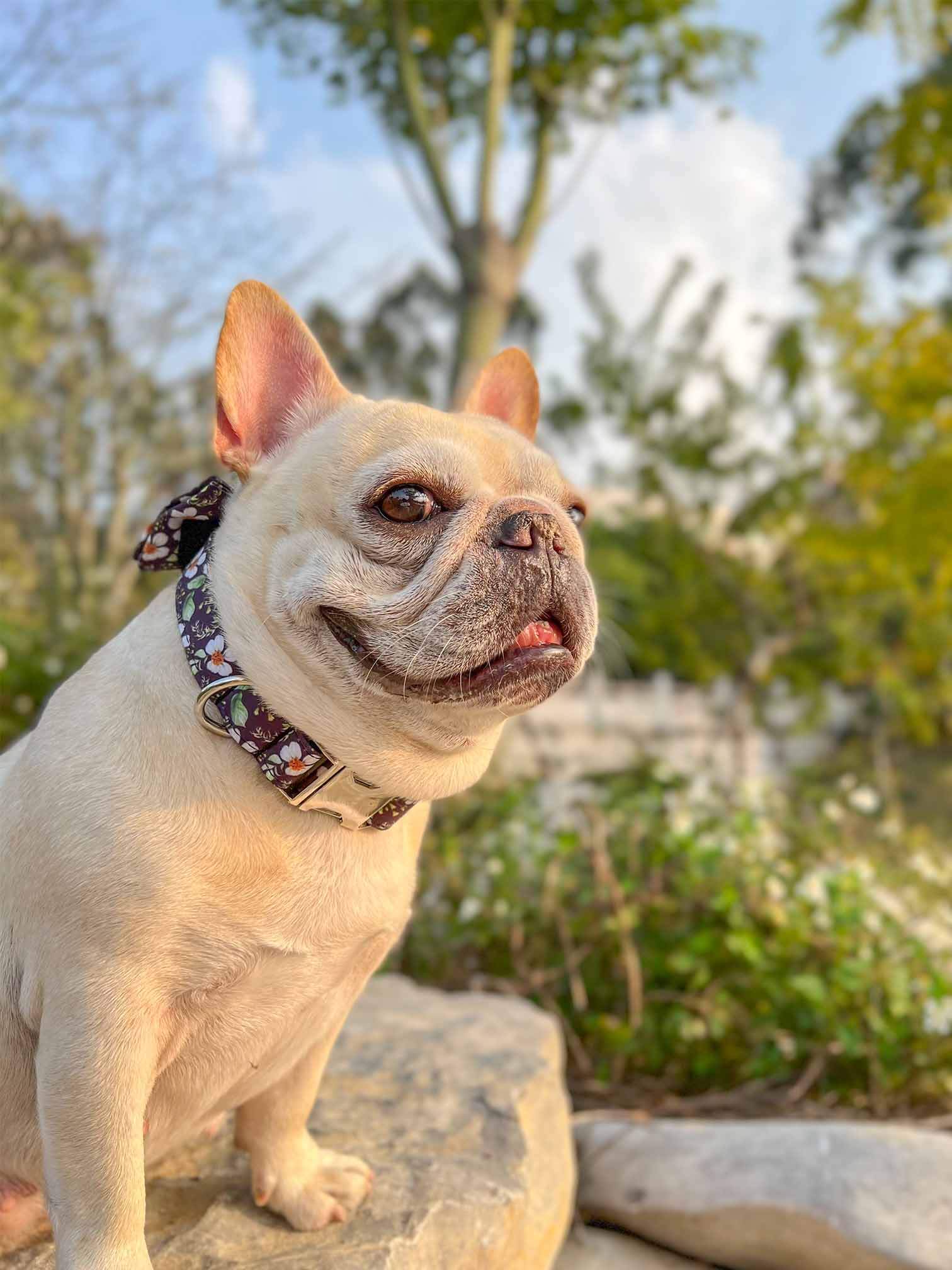 Dog Black Daisy Collar - Frenchiely