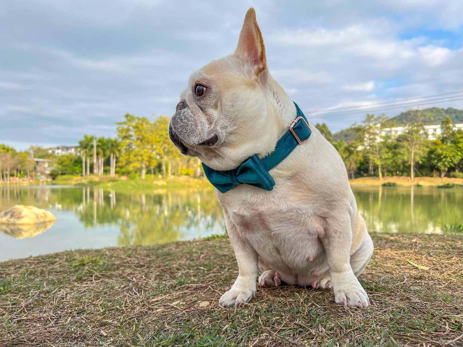 Dog Royal Blue Collar - Frenchiely