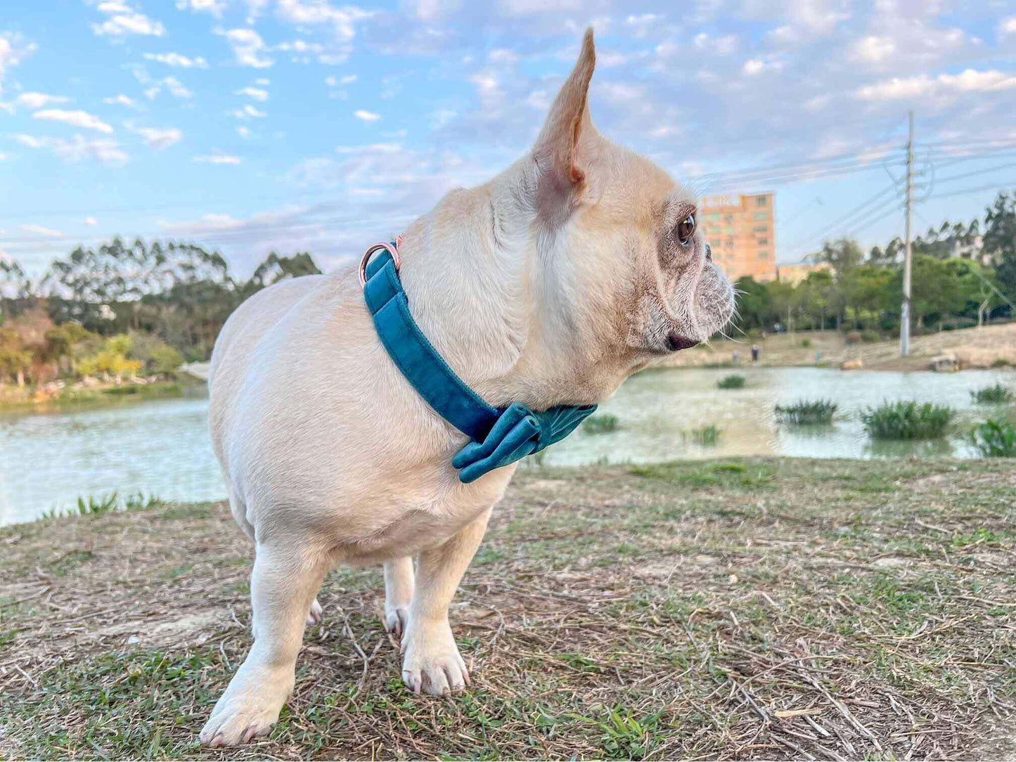 Dog Royal Blue Collar - Frenchiely