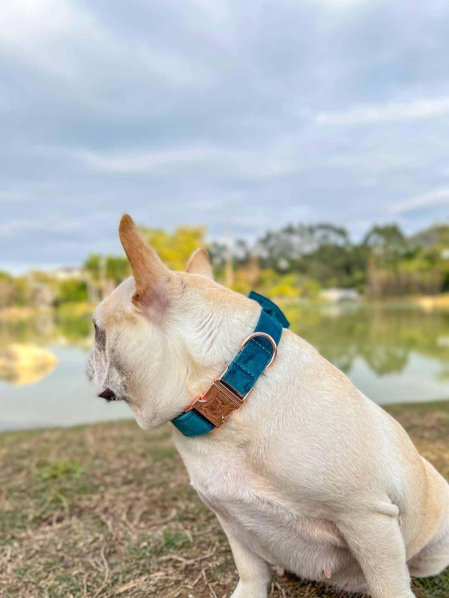 Dog Royal Blue Collar - Frenchiely