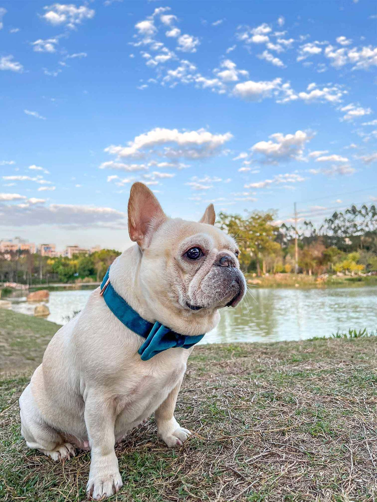 Dog Royal Blue Leash Set - Frenchiely