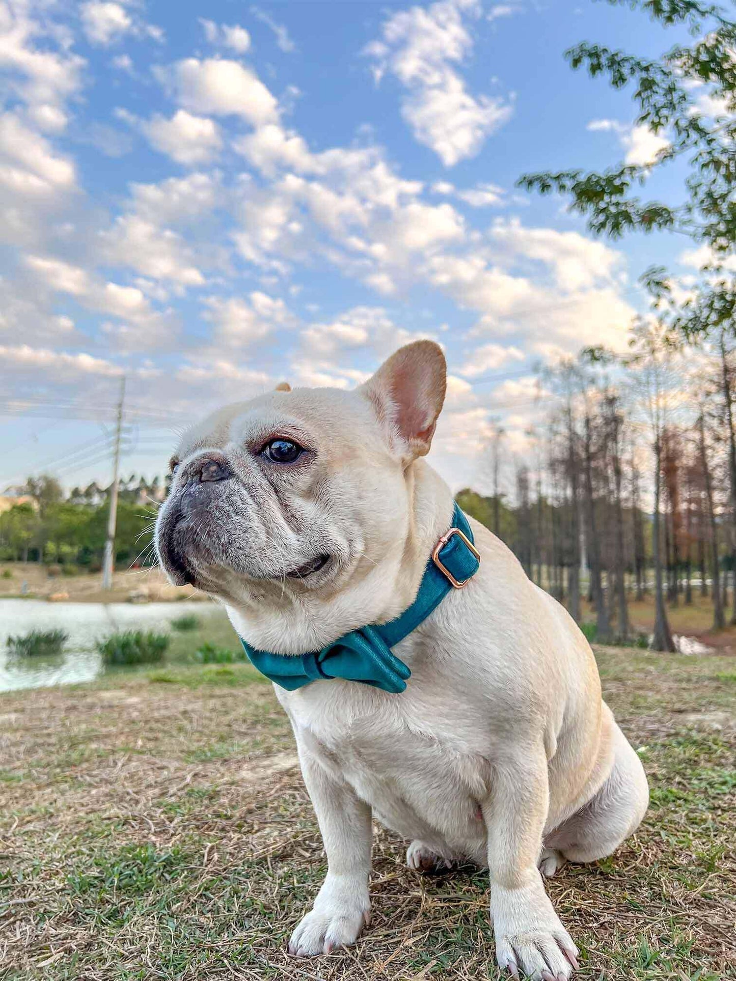 Dog Royal Blue Leash Set - Frenchiely