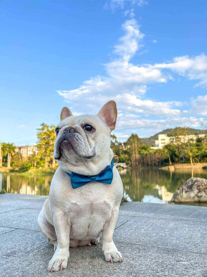 Blue Collar Golden Buckle - Frenchiely