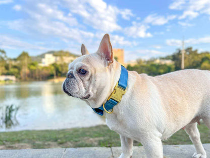 Blue Collar Golden Buckle - Frenchiely