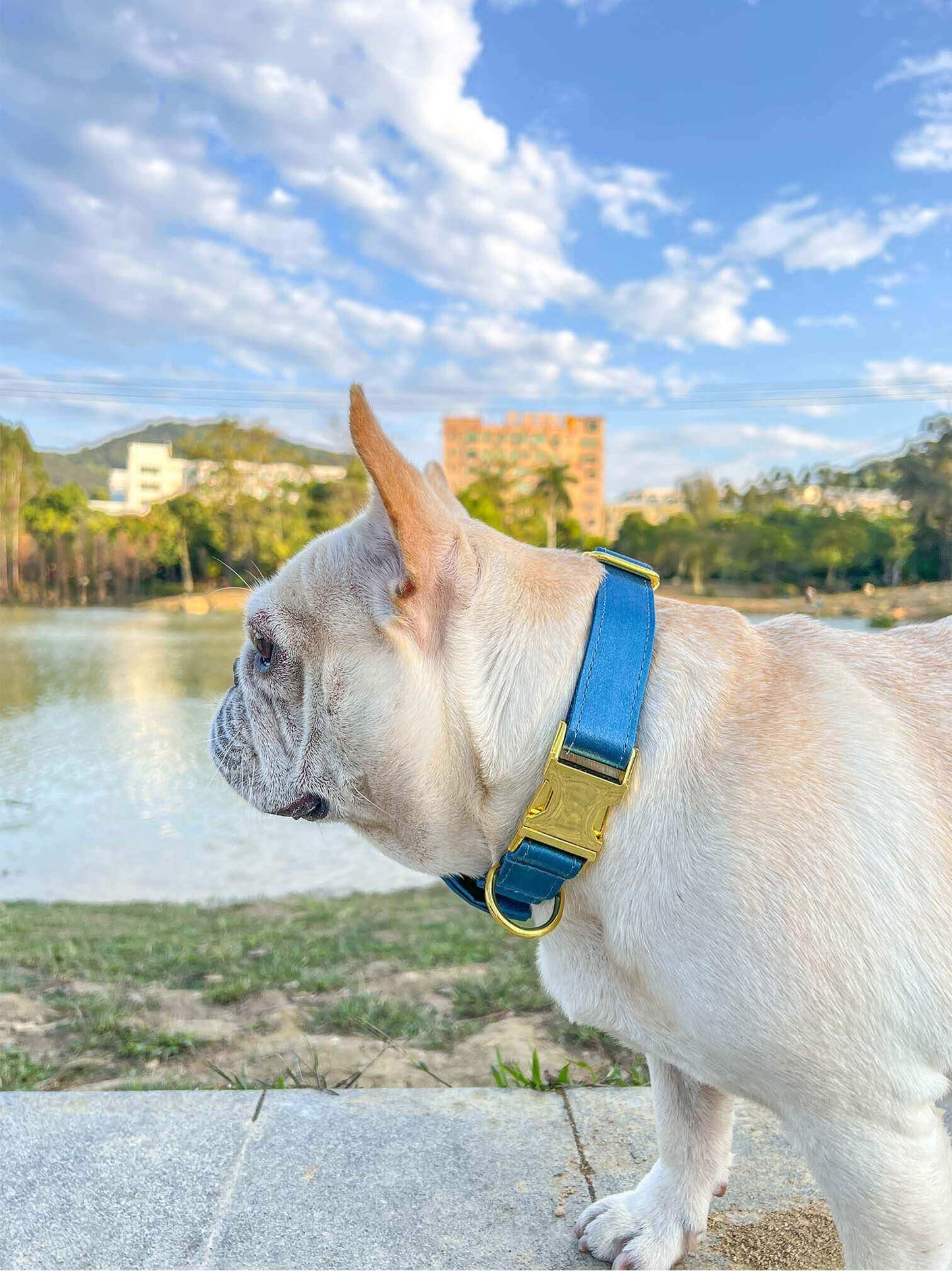 Blue Collar Golden Buckle - Frenchiely