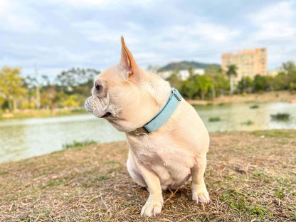 Dog Light Blue Collar - Frenchiely