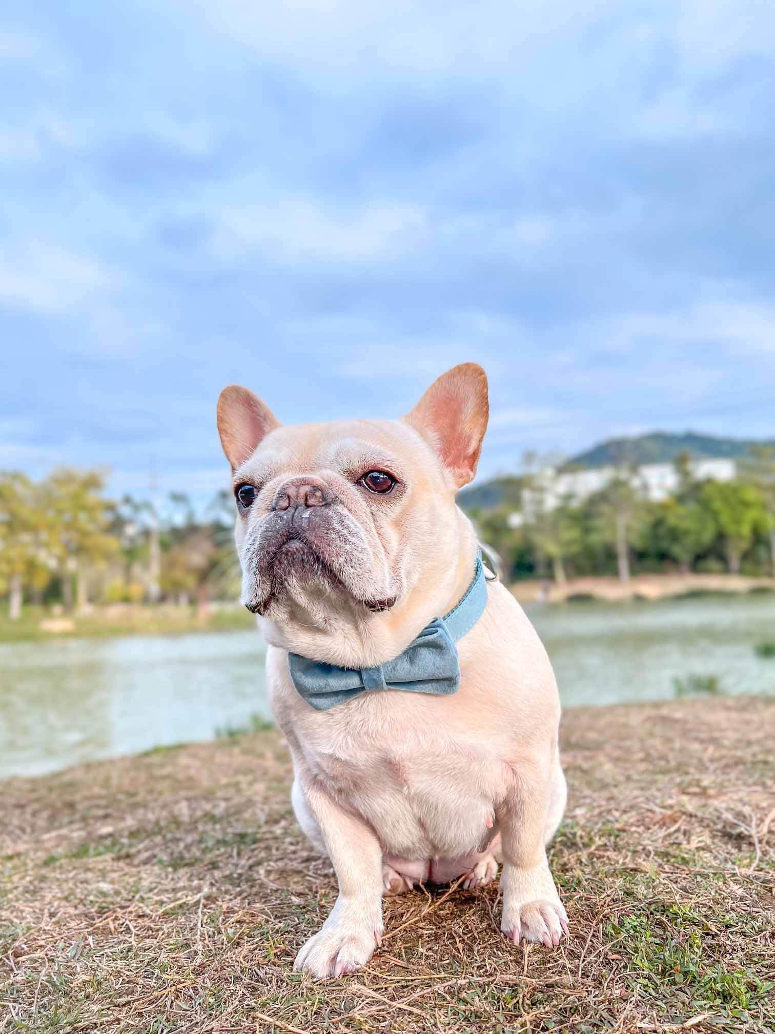 Dog Light Blue Collar Leash Set - Frenchiely