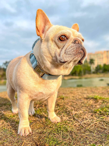 Dog Light Blue Collar Leash Set - Frenchiely