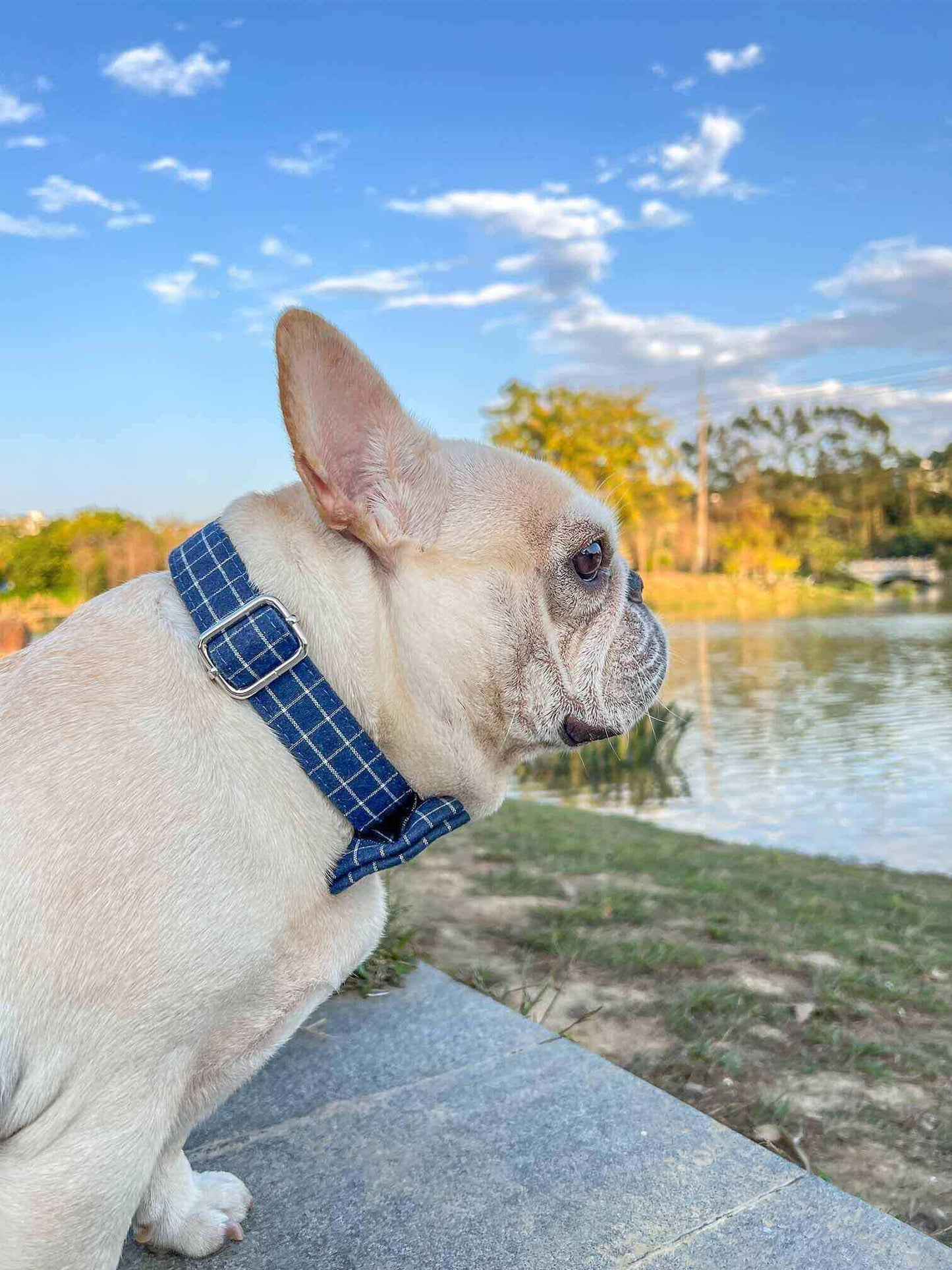 Dog Blue Collar Leash Set - Frenchiely