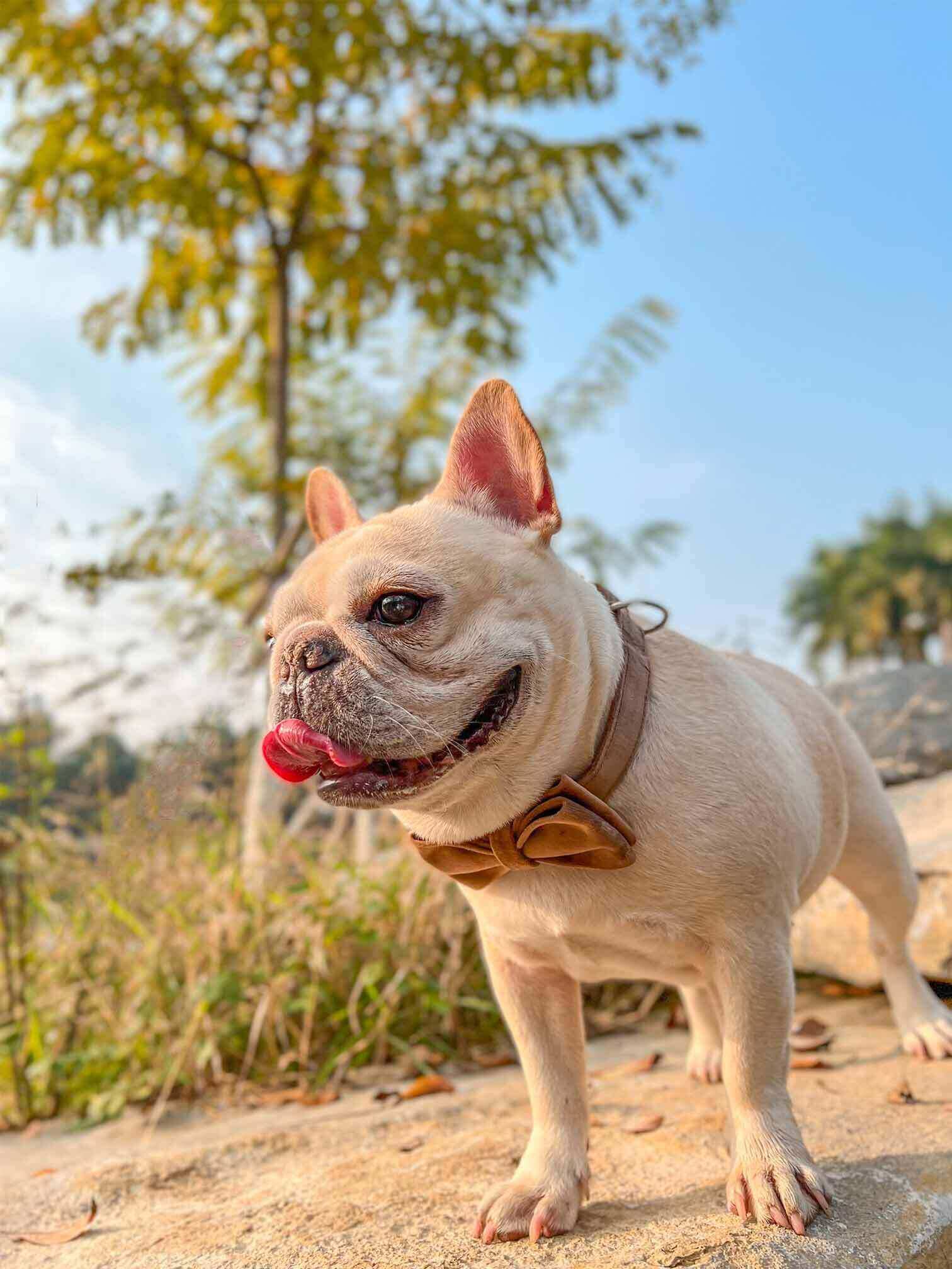 Dog Brown Leash Set - Frenchiely