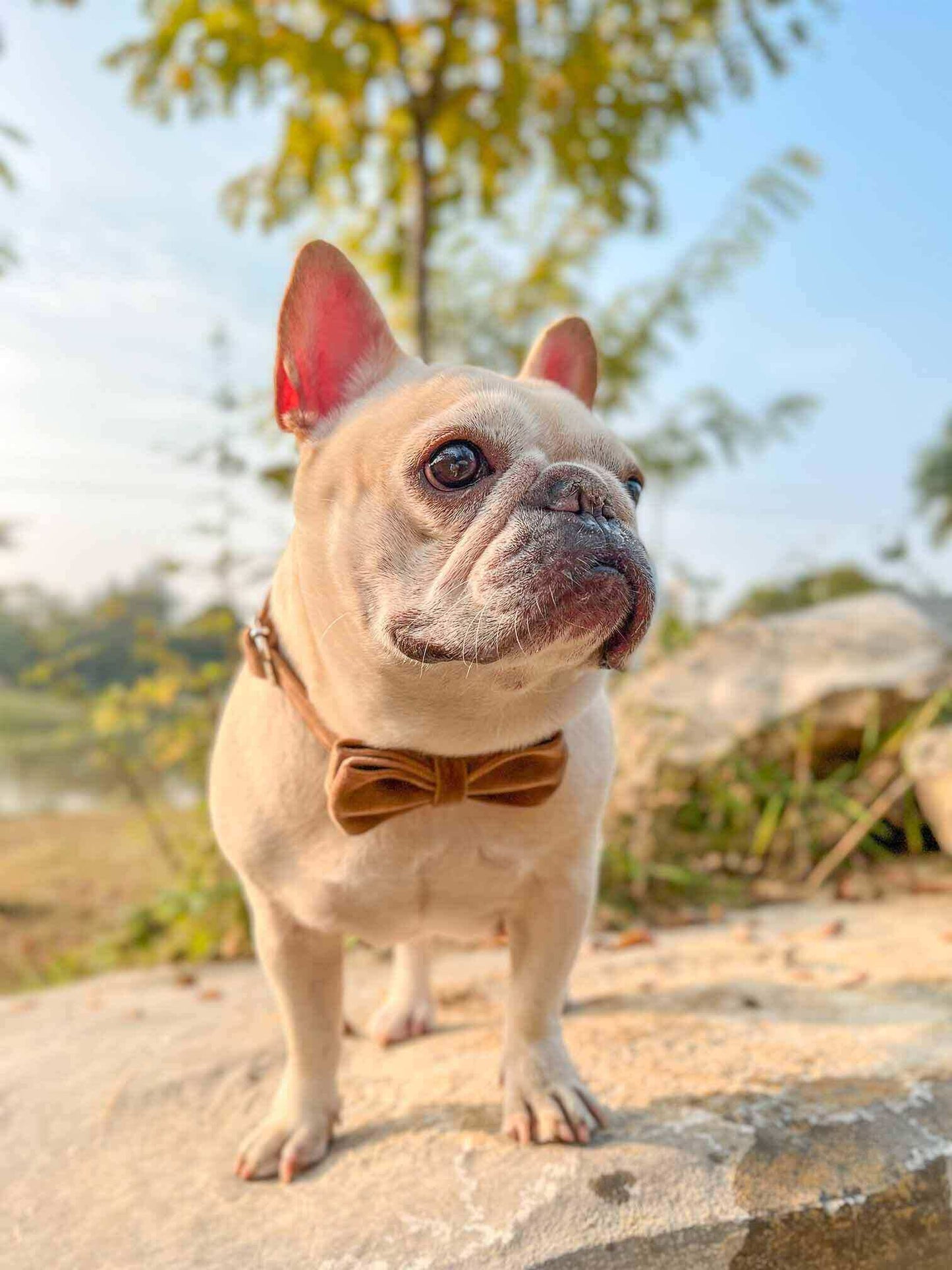 Dog Brown Leash Set - Frenchiely