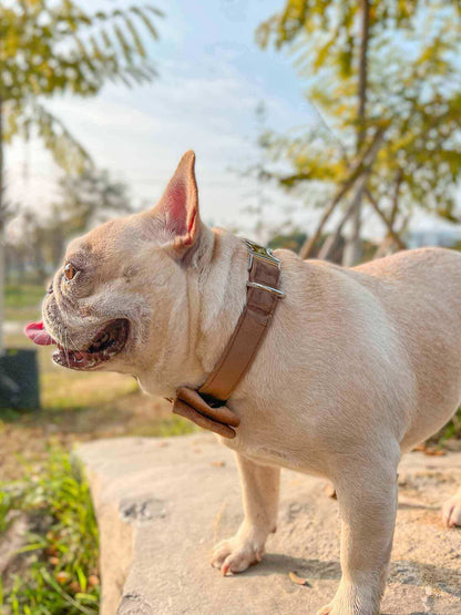 Dog Brown Leash Set - Frenchiely